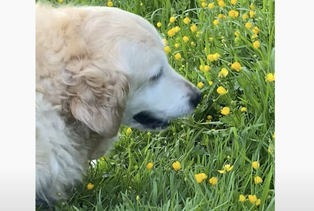 「いいニオイ♪」お花を摘むのが大好きな犬さん！