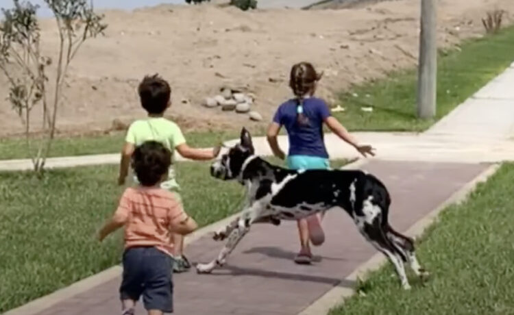 ヒヤッとする 走っている子どもと大型犬が衝突 いぬのこと 犬がもっと好きになる動画紹介サイト