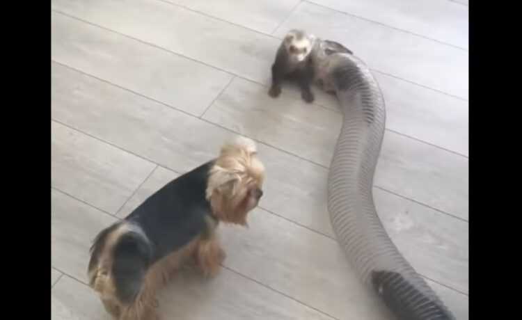 絶対捕まえられない フェレットと追いかけっこする犬 いぬのこと 犬がもっと好きになる動画紹介サイト