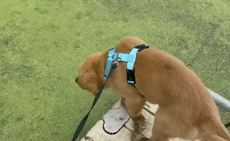 こりゃ錯覚するよね 芝生だと思って足を踏みだした犬に悲劇が いぬのこと 犬がもっと好きになる動画紹介サイト