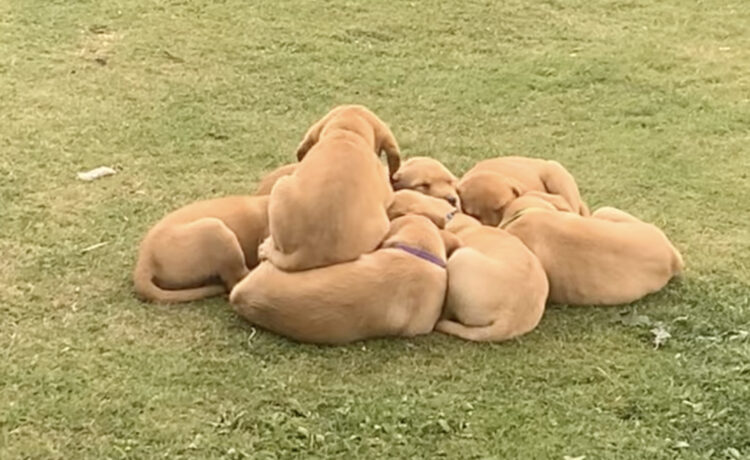 猫団子じゃなくて 犬団子 くっついて寝る子犬たちがキュート