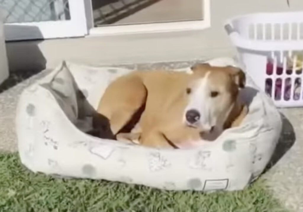 ホント日当たりって大事だから！ ベッドを持って日光浴する犬。