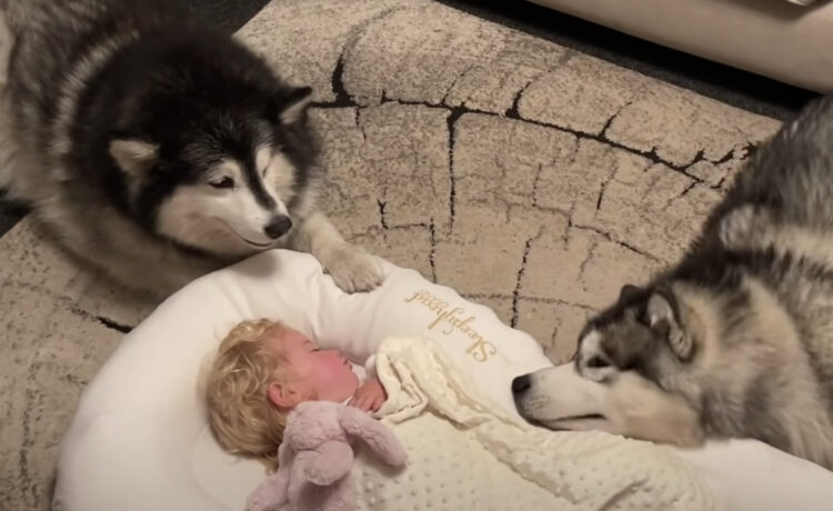 寝顔可愛いワン 赤ちゃんを囲んで守っている3匹の犬 いぬのこと