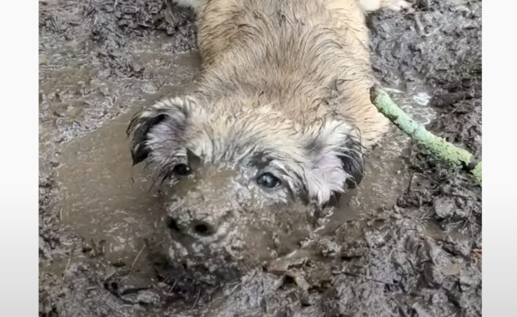 泥遊びが大好きなワンコ 顔まで突っ込んじゃって いぬのこと 犬がもっと好きになる動画紹介サイト