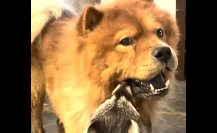 顔を洗う気 アライグマに愛されすぎている犬 いぬのこと 犬がもっと好きになる動画紹介サイト