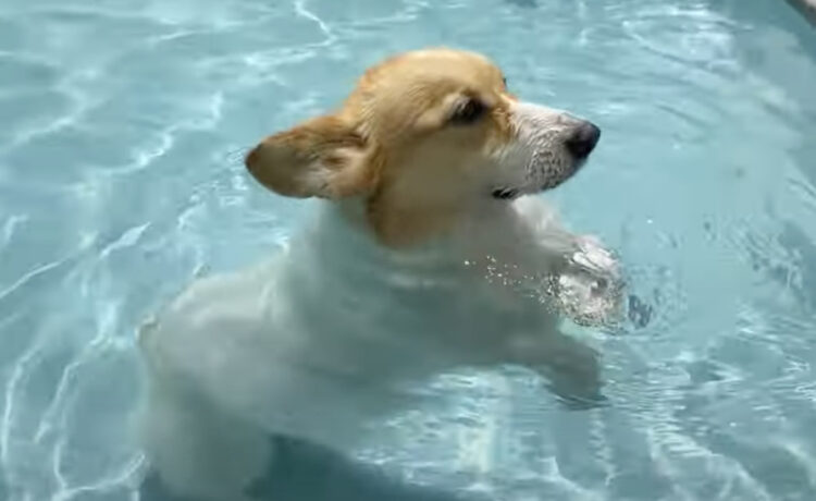 見て 新しい泳ぎを発見したよ 独特な泳ぎをするコーギー犬 いぬのこと 犬がもっと好きになる動画紹介サイト