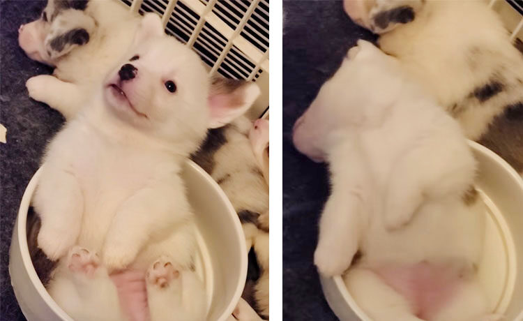 お皿の中で寝ちゃった子犬 目が覚めたらキョトン顔で いぬのこと 犬がもっと好きになる動画紹介サイト