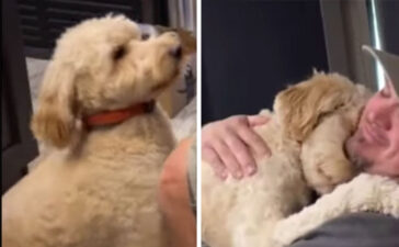 人懐っこい いぬのこと 犬がもっと好きになる動画紹介サイト