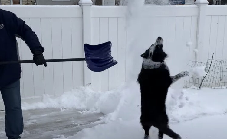 雪遊びが大好きすぎる犬 その遊び方が雪かきより大変 いぬのこと 犬がもっと好きになる動画紹介サイト