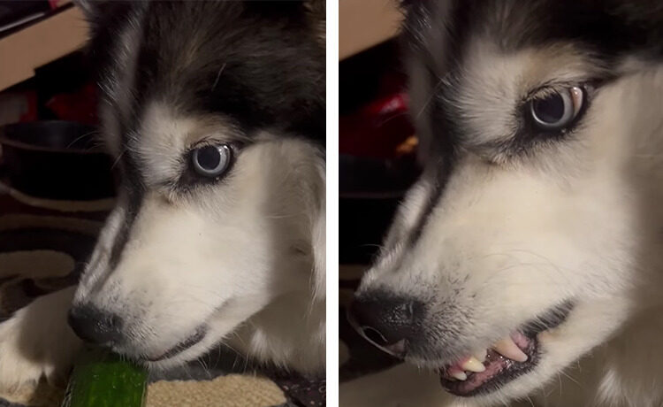 そんなに怒る きゅうりを守って威嚇するハスキー犬 いぬのこと 犬がもっと好きになる動画紹介サイト