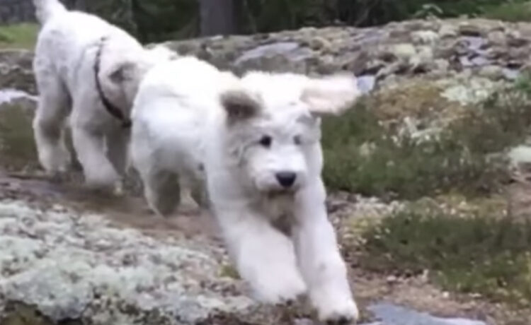 元気あふれすぎぃ 全力でジャンプする犬さん このあと豪快に失敗して いぬのこと 犬がもっと好きになる動画紹介サイト