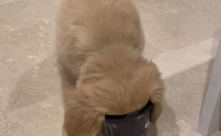 気持ちは分かる やりたくなるよね 頭にヨーグルト缶を被っちゃった子犬 いぬのこと 犬がもっと好きになる動画紹介サイト