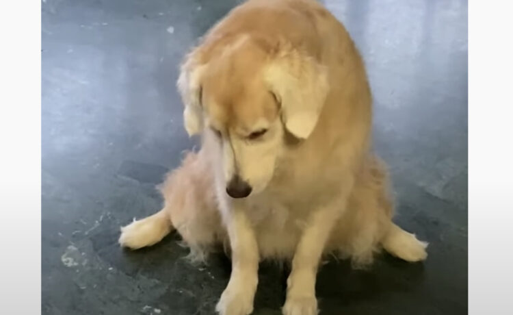 どうしてもこうなっちゃうの お座りが開脚状態になっちゃう犬さん いぬのこと 犬がもっと好きになる動画紹介サイト どうしてもこうなっちゃうの お座りが開脚状態になっちゃう犬さん いぬのこと 犬がもっと好きになる動画紹介サイト