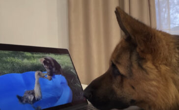 パソコン いぬのこと 犬がもっと好きになる動画紹介サイト