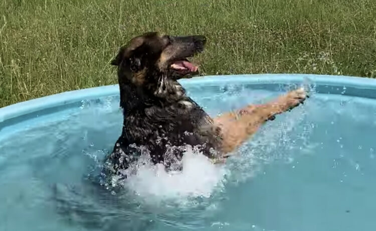 もうすぐ夏だぞ 犬かきの特訓をするワンコ いぬのこと 犬がもっと好きになる動画紹介サイト
