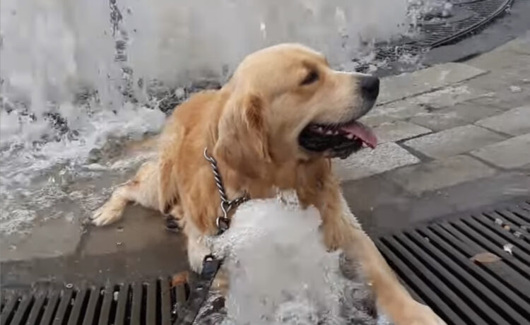 こんなに暑いとねぇ 犬さんも噴水でひと休み いぬのこと 犬がもっと好きになる動画紹介サイト