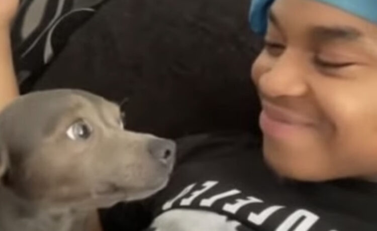 その返しはズルい 子犬にキスをしてみたら反応が可愛かった いぬのこと 犬がもっと好きになる動画紹介サイト