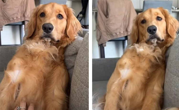 撫でられ待ちの犬さん 待ちすぎておかしなポーズに いぬのこと 犬がもっと好きになる動画紹介サイト