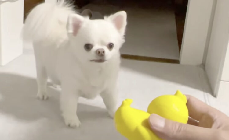 おもちゃ投げを焦らされたら イライラし始める犬さんの反応が可愛い いぬのこと 犬がもっと好きになる動画紹介サイト