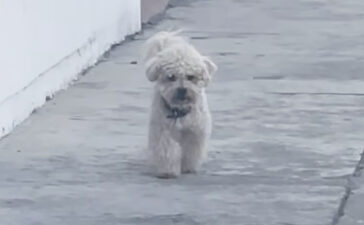 トイプードル いぬのこと 犬がもっと好きになる動画紹介サイト トイプードル いぬのこと 犬がもっと好きになる動画紹介サイト