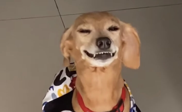 その顔怒ってるの 笑ってるの 犬さんのこの表情の理由は いぬのこと 犬がもっと好きになる動画紹介サイト その顔怒ってるの 笑ってるの 犬さんのこの表情の理由は いぬのこと 犬がもっと好きになる動画紹介サイト