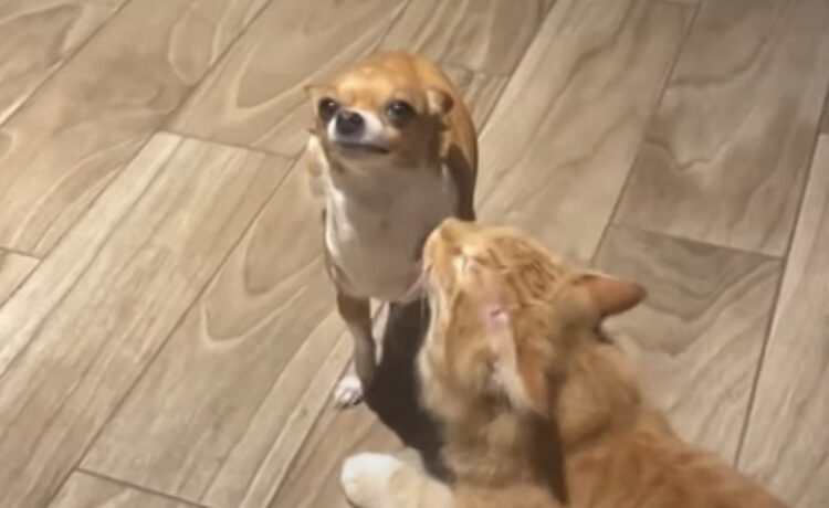 イヤってはっきり言えないタイプの犬 固まって猫の毛づくろいを我慢 いぬのこと 犬がもっと好きになる動画紹介サイト