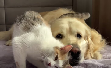 猫の親子 いぬのこと 犬がもっと好きになる動画紹介サイト