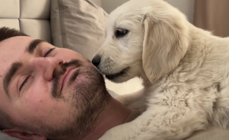パパ起きて やっぱり一緒に寝る 子犬の行動が可愛すぎる いぬのこと 犬がもっと好きになる動画紹介サイト
