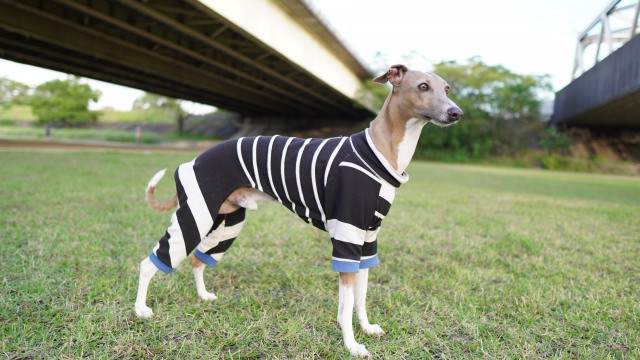 獣医師監修｜イタリアン・グレーハウンド の図鑑（性格・飼い方・寿命