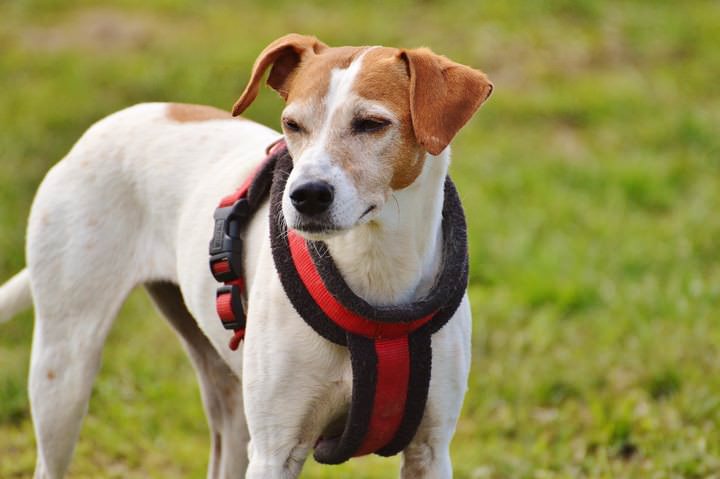 jack-russel-terrier.jpg