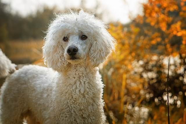 standard-poodle.jpg