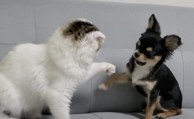 チワワの子犬vs短足猫のケンカ どっちもパンチが可愛すぎて いぬのこと 犬がもっと好きになる動画紹介サイト
