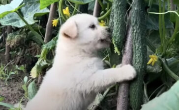 夢中 いぬのこと 犬がもっと好きになる動画紹介サイト
