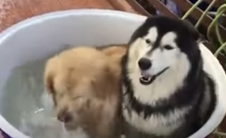 性格が対照的過ぎ 笑 お風呂には静かに入りたい犬と 楽しみながら入りたい犬 いぬのこと 犬がもっと好きになる動画紹介サイト 性格が対照的過ぎ 笑 お風呂には静かに入りたい犬と 楽しみながら入りたい犬 いぬのこと 犬がもっと好きになる動画紹介サイト