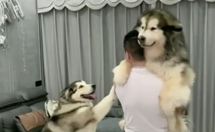 大きいのに甘えん坊 抱っこして欲しい犬さんが可愛すぎ いぬのこと 犬がもっと好きになる動画紹介サイト