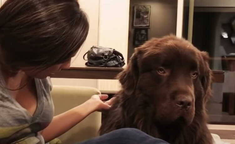 犬 むぅ 怒 飼い主が謝るまで許してあげない いぬのこと 犬がもっと好きになる動画紹介サイト