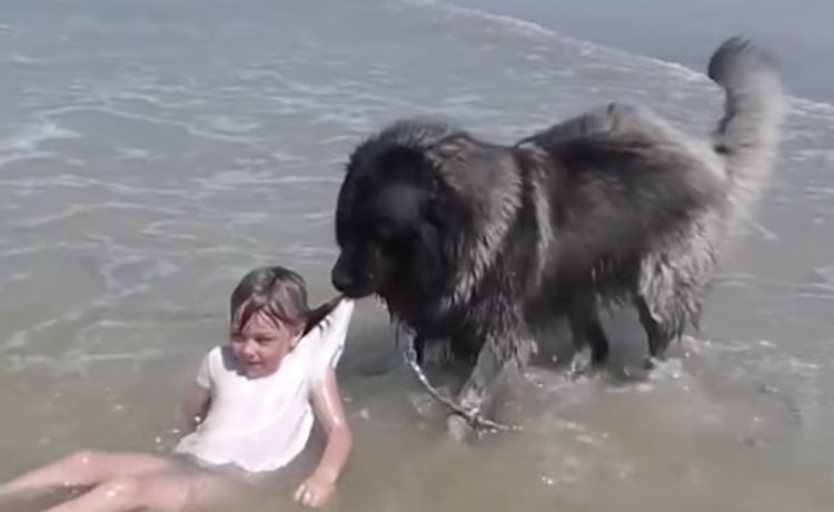 波が高いからダメっ 女の子を海で守るモフモフ犬さん いぬのこと 犬がもっと好きになる動画紹介サイト