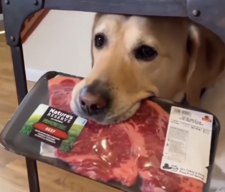 拾ったんですけど？ シレッとステーキ肉をパクる犬。