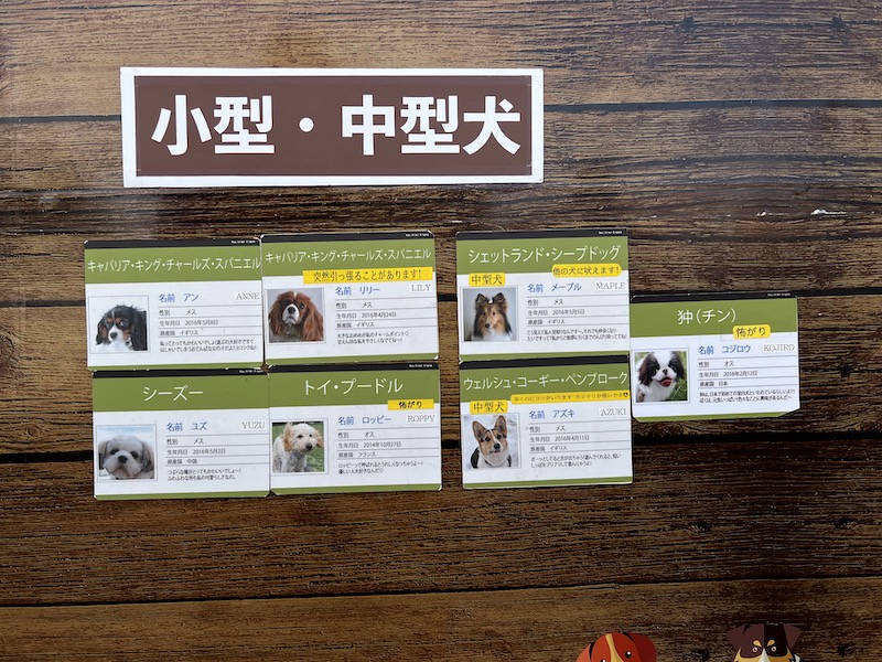 レンタル犬の紹介カードに7匹分の名前や犬種、性格や注意事項などの写真