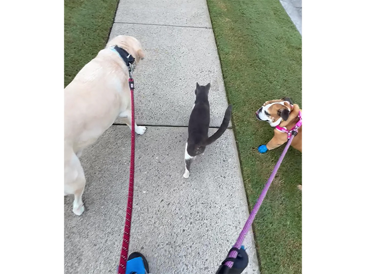犬さんたちの散歩に、毎日飛び入り参加する猫。仲良く並んでお散歩だ！