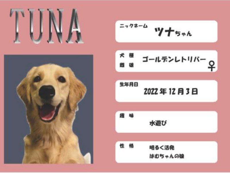 静岡大型犬専門カフェLOAのツナちゃん(ゴールデンレトリバー)