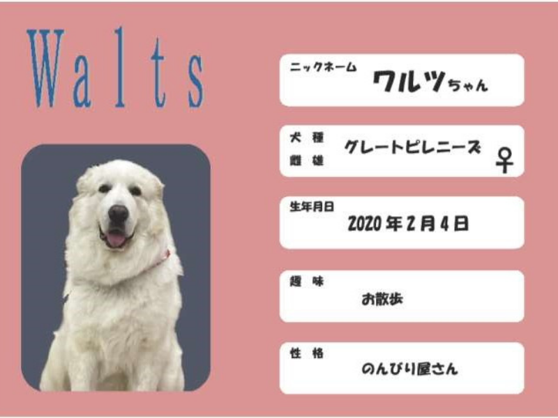 静岡大型犬専門カフェLOAのワルツちゃん(スタンダードプードルグレートピレニーズ)