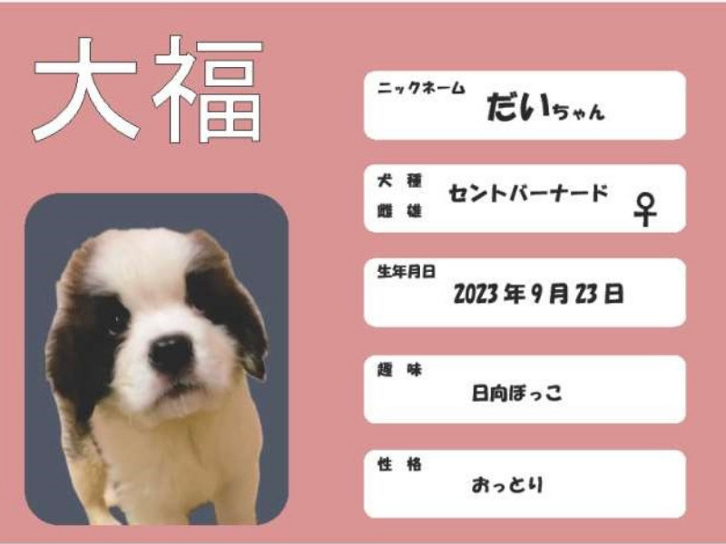 静岡大型犬専門カフェLOAの大福ちゃん(セントバーナード)