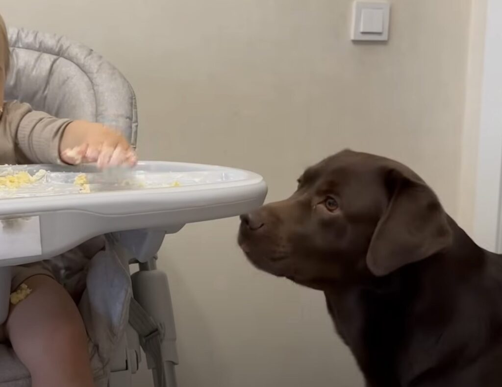 犬「残すなら食べてあげるよ？」赤ちゃんのおやつタイムを見守り！