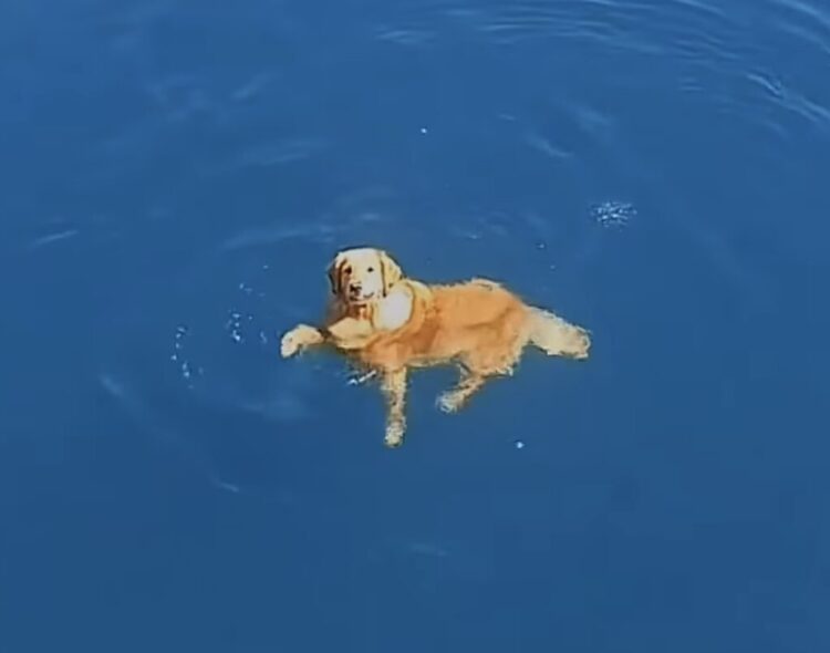 犬「ちゃんと見ててね？」飼い主に泳ぎを見せつけたい！