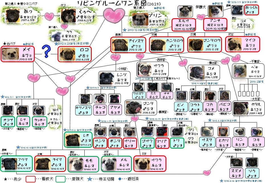 京都のパグカフェリビングルーム公式サイトより