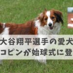 大谷翔平選手の愛犬デコピンが始球式に登場