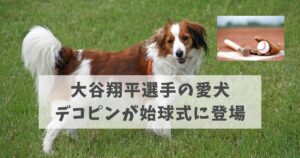 大谷翔平選手の愛犬デコピンが始球式に登場