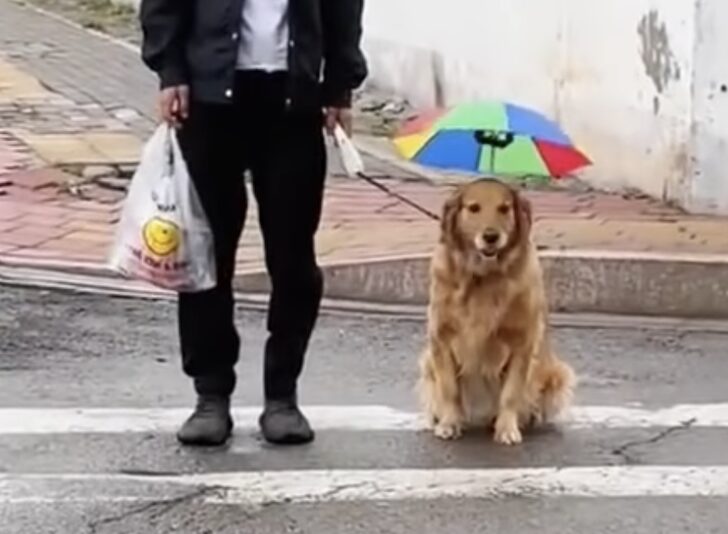 雨の日でもお散歩を楽しむ犬さんのファッションが可愛い♡