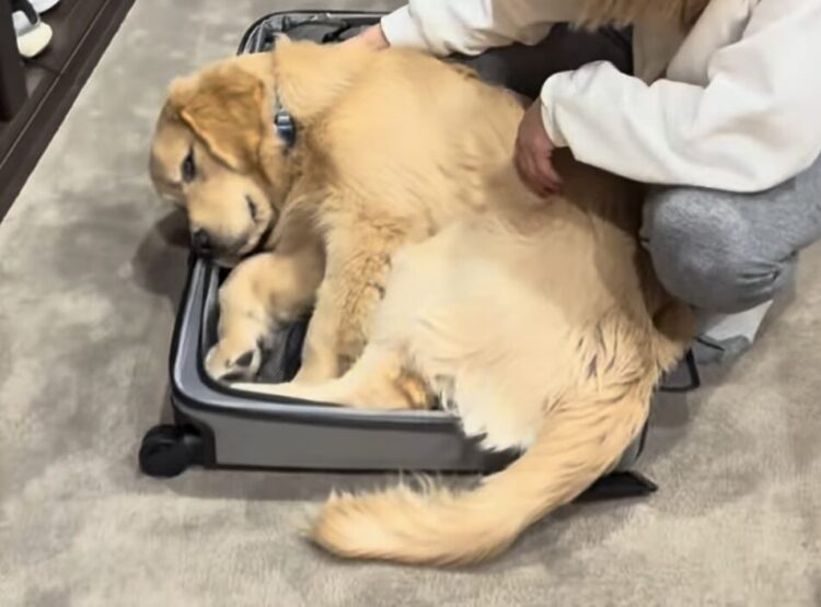 置いていかないで… スーツケースに入って眠る犬さんが切なく可愛い